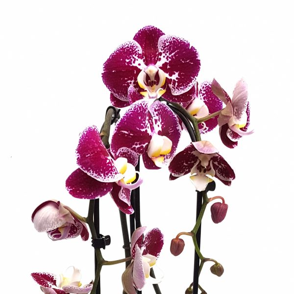 Orhidee - Phalaenopsis Arcada Elegant - imagine 5