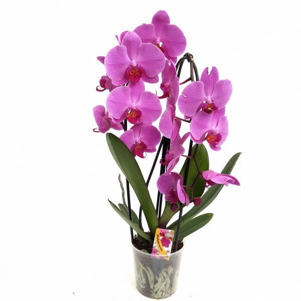 Orhidee - Phalaenopsis Arcada Elegant - imagine 3