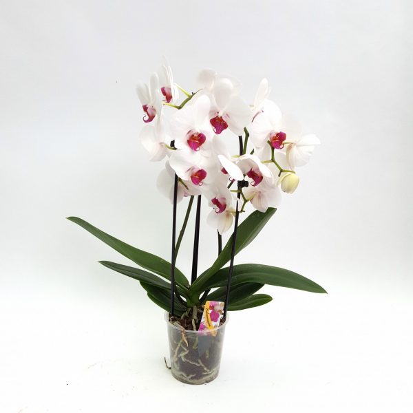 Orhidee - Phalaenopsis Arcada Elegant - imagine 4