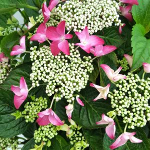 Hortensie in ghiveci D26 cm - imagine 2