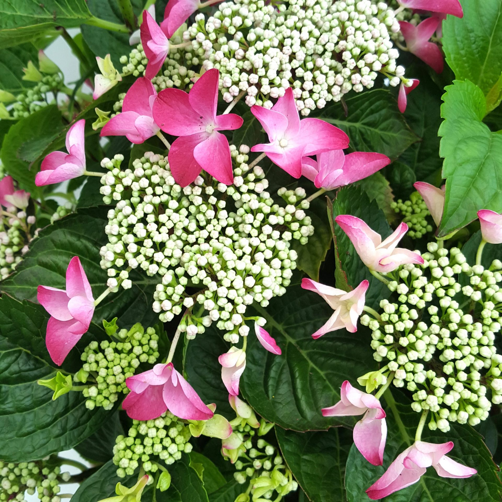 20180709_133639 Hortensie in ghiveci D26 cm - imagine 2