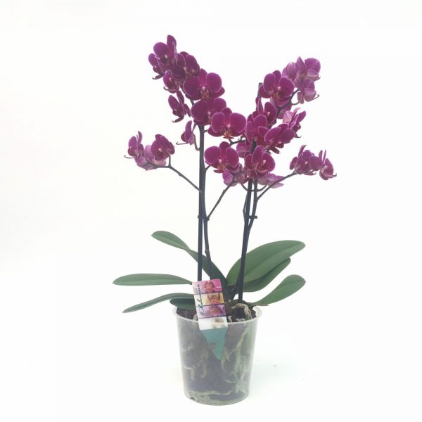 Orhidee Phalaenopsis cu flori mici