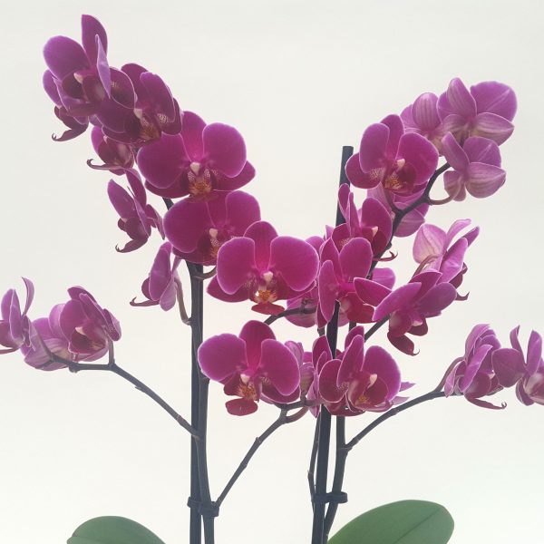 Orhidee Phalaenopsis cu flori mici - imagine 2