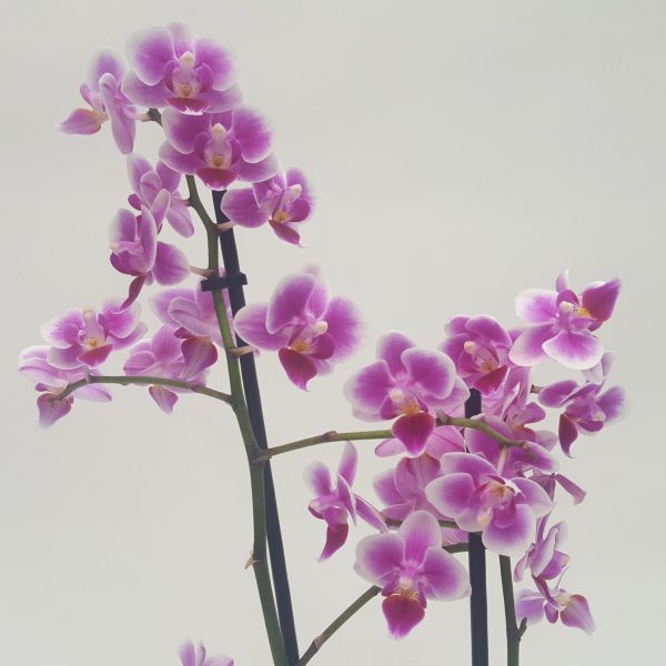 Orhidee Phalaenopsis cu flori mici - imagine 3
