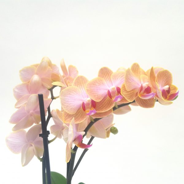 Orhidee Phalaenopsis cu flori mici - imagine 4