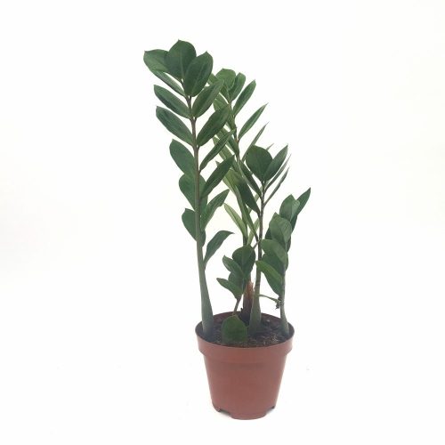 Zamioculcas ghiveci D12