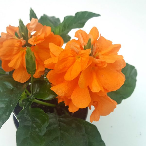 Crossandra fortuna - imagine 2