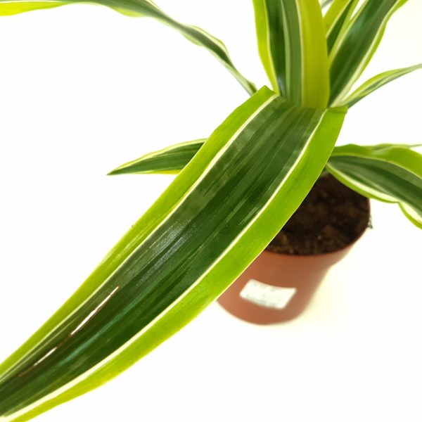 Dracaena Lemon Lime - imagine 3
