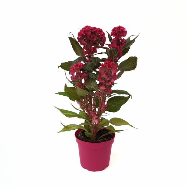 Celosia Hot Topic - imagine 4