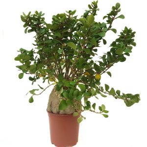 Planta furnica - Hydnophytum