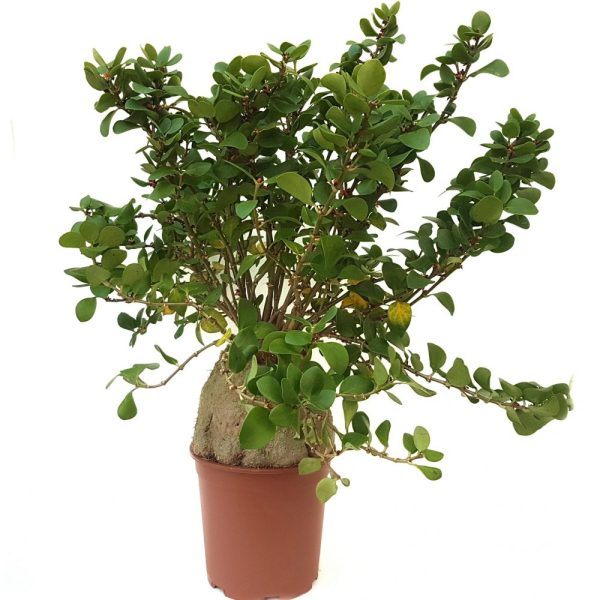 Planta furnica - Hydnophytum - imagine 1