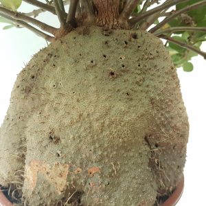 Planta furnica - Hydnophytum - imagine 2