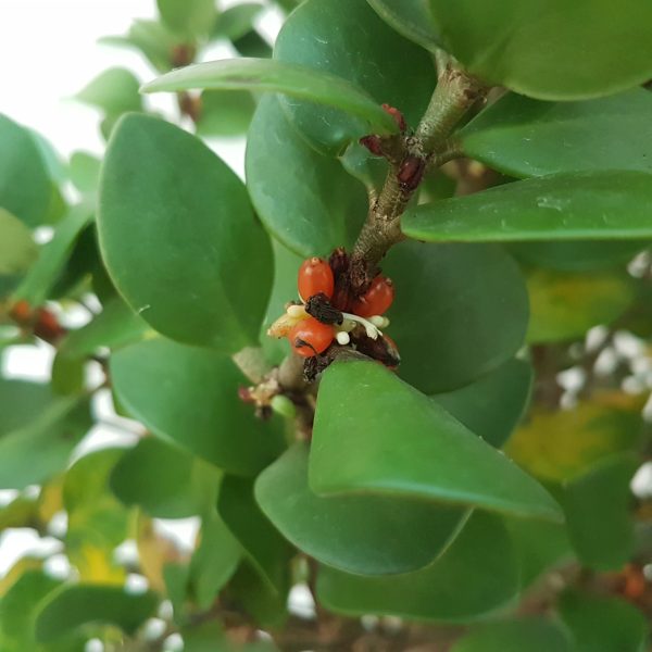 Planta furnica - Hydnophytum - imagine 3