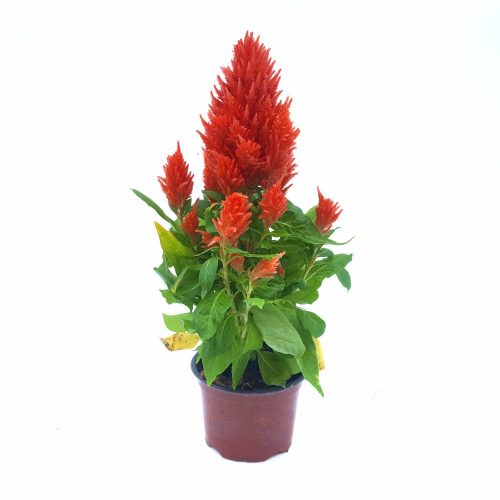 Celosia Plumosa