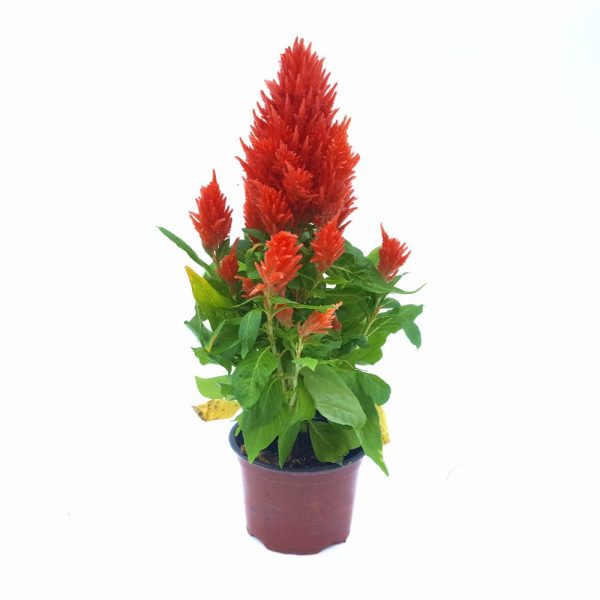 Celosia Plumosa