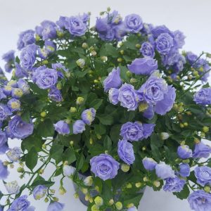Campanula mini - floarea clopotel - imagine 3