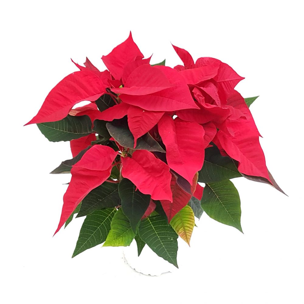 20181121_154040-e1542808772491 Craciunita - Euphorbia Steaua de Crăciun - imagine 1