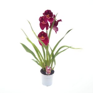 Orhidee - Miltonia