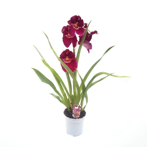 Orhidee - Miltonia - imagine 1