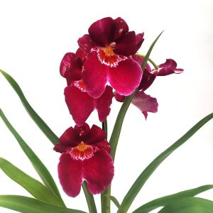 Orhidee - Miltonia - imagine 2
