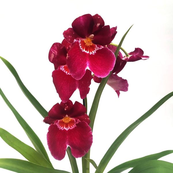 Orhidee - Miltonia - imagine 2