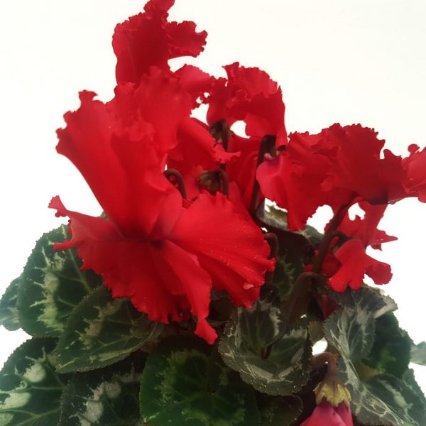 Cyclamen extra - imagine 2