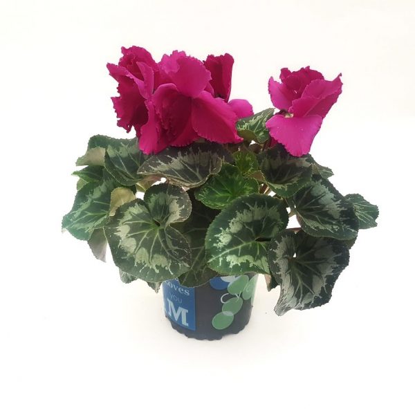 Cyclamen extra - imagine 4
