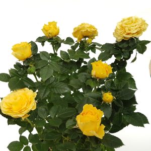 Rosa kordana - Trandafir la ghiveci - imagine 3