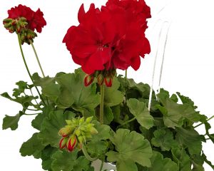 muscata caliope