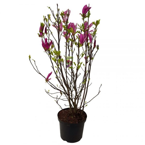 magnolia susan