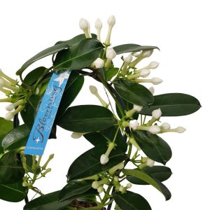jasminum iasomie