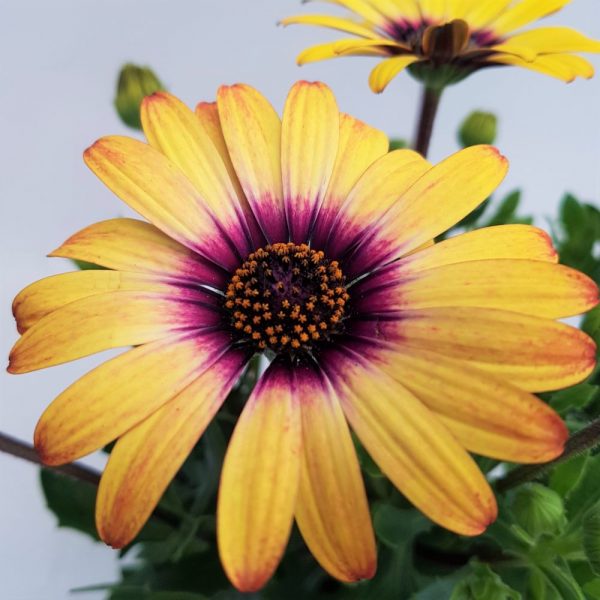 Osteospermum Grecia- Margareta africana - imagine 2