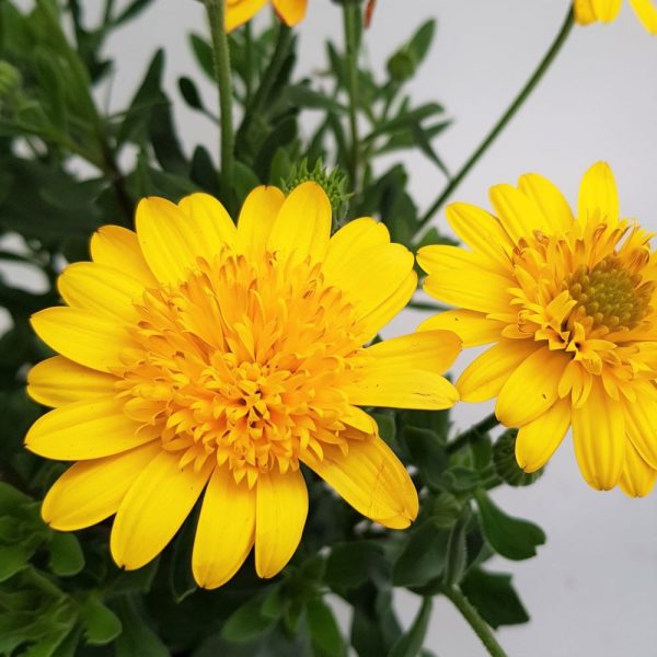 Osteospermum Grecia- Margareta africana - imagine 3