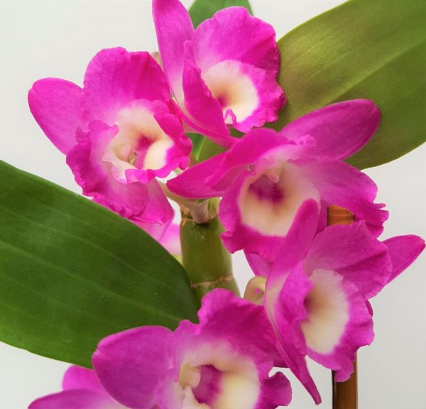 Dendrobium - Orhidee