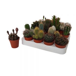 cactus mini