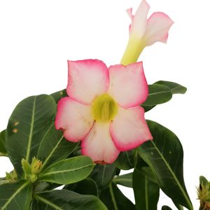 Adenium obesum