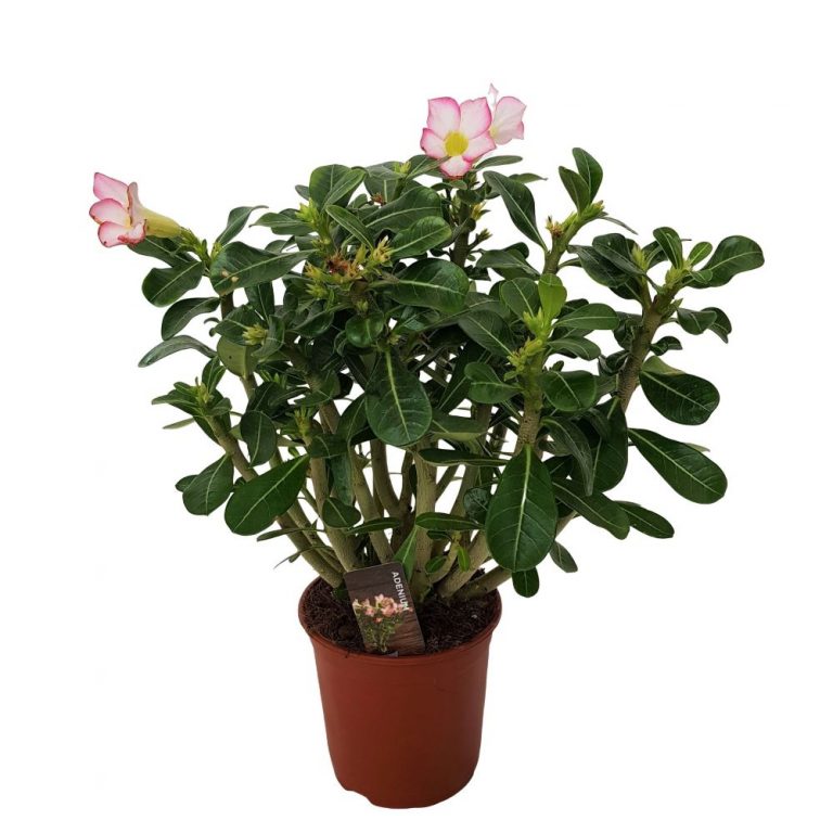 Adenium obesum