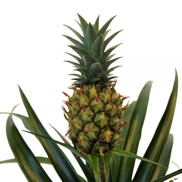 Ananas cu fruct - imagine 2