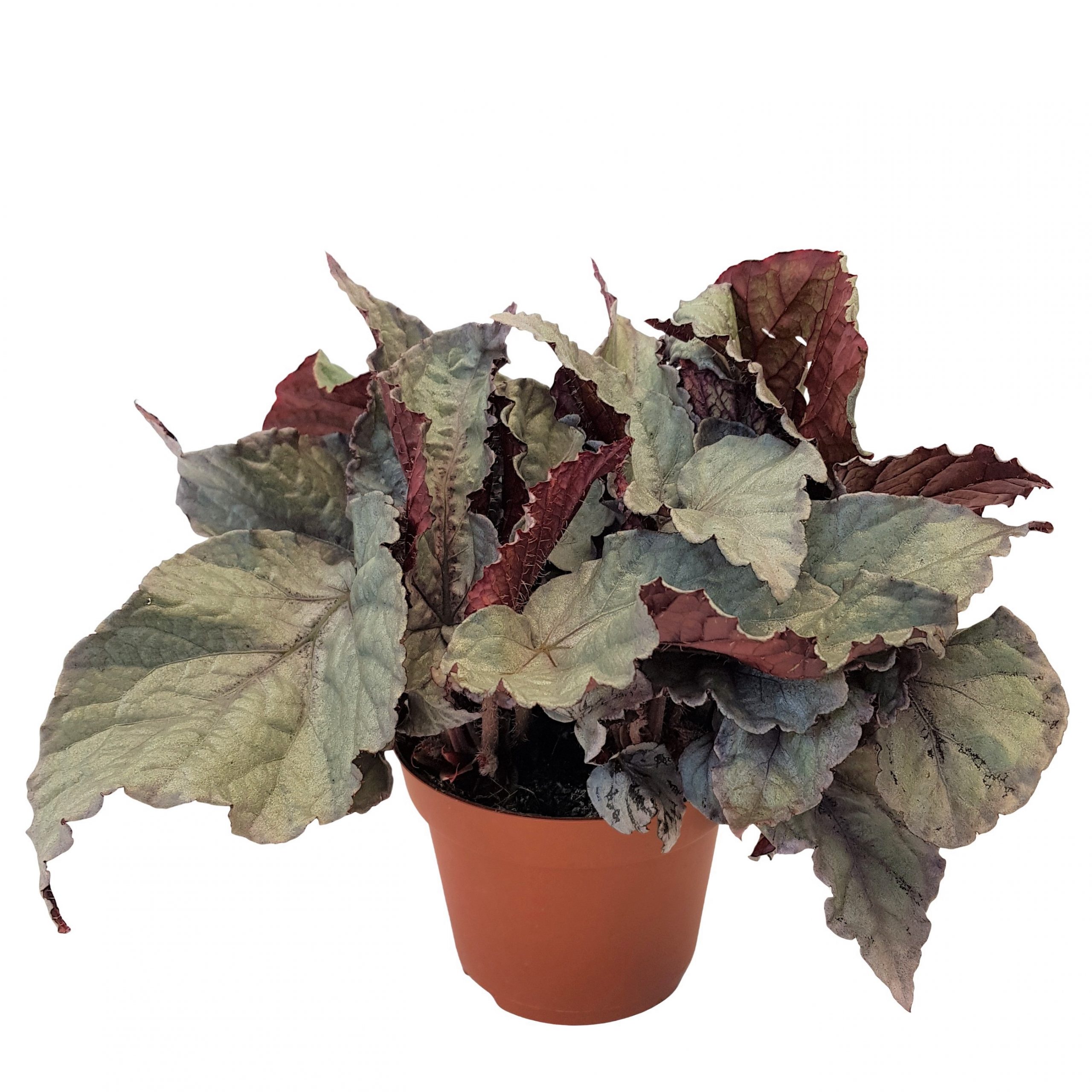 Begonia rex Begonia rex