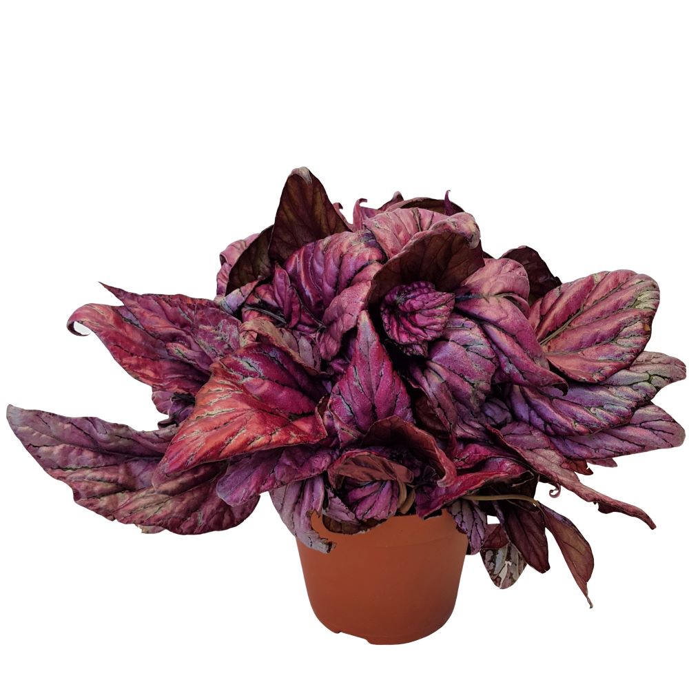 Begonia rex Begonia rex