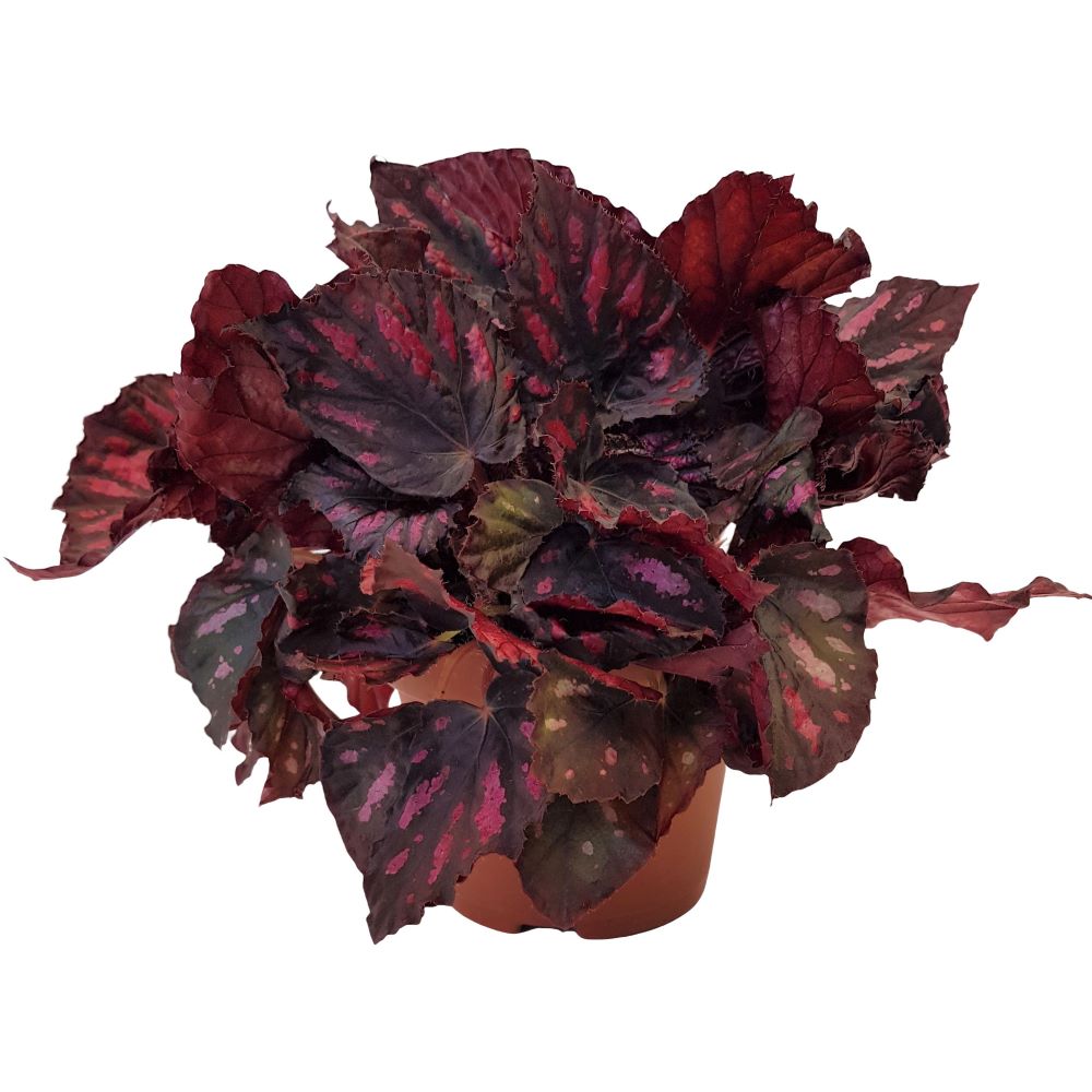 Begonia rex Begonia rex