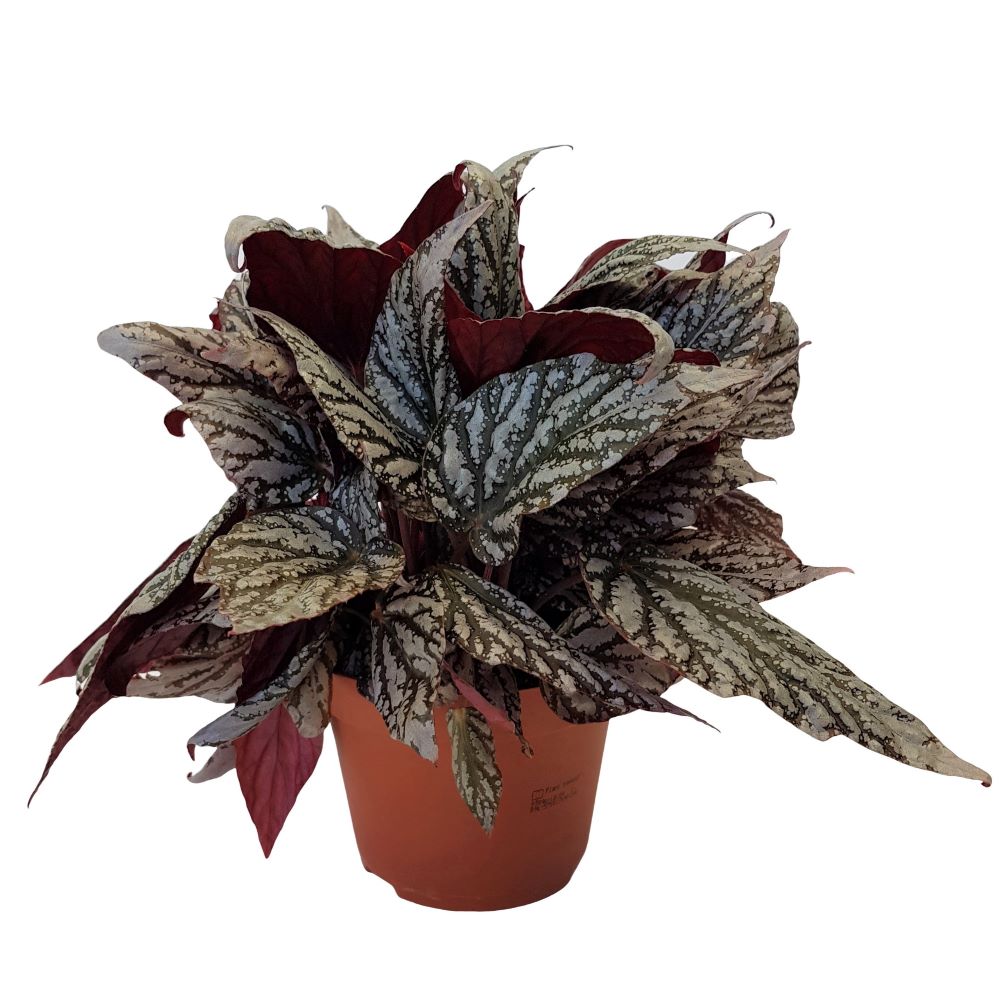 Begonia rex Begonia rex