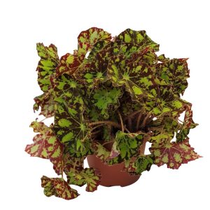 Begonia rex - imagine 6