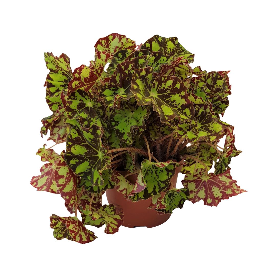 Begonia rex Begonia rex - imagine 6