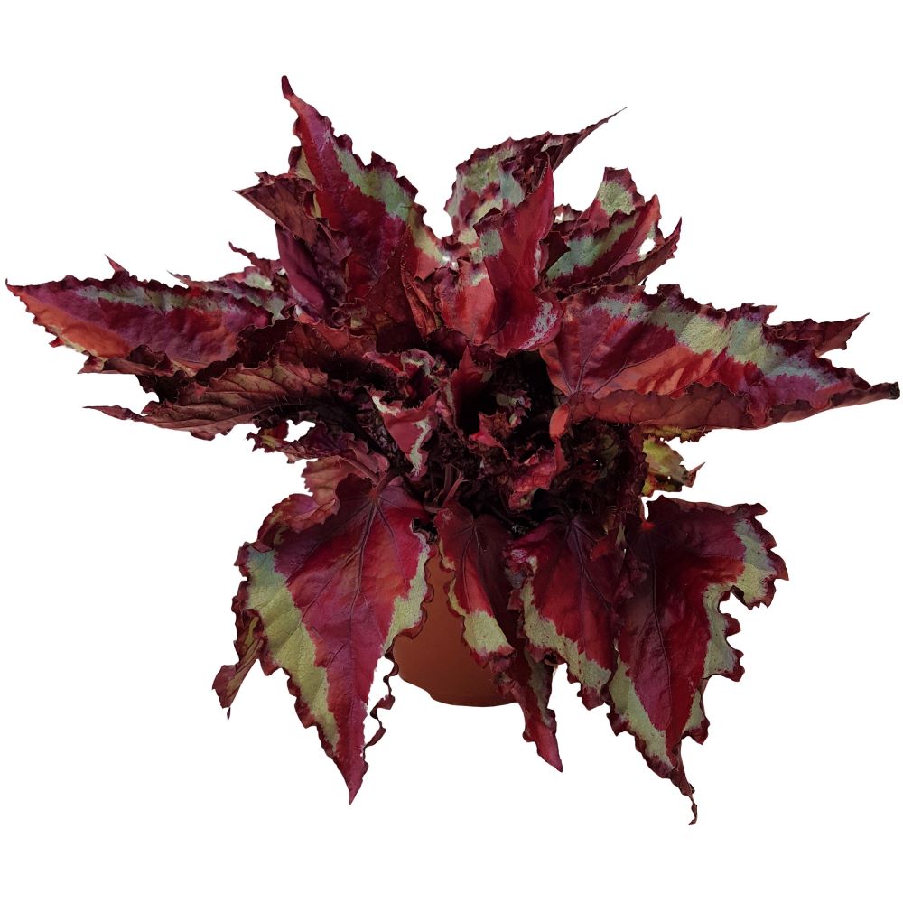 Begonia rex Begonia rex