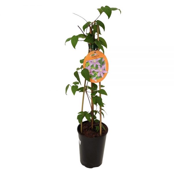 Clematite - Clematis