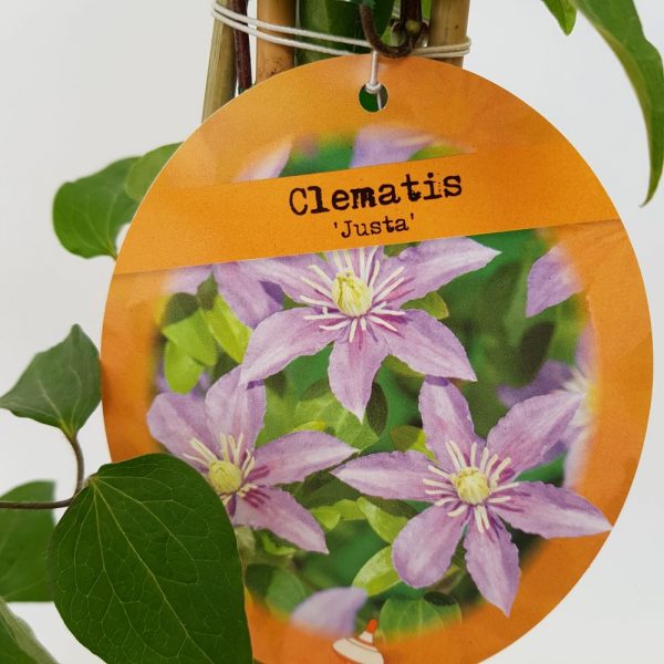 Clematite - Clematis - imagine 2