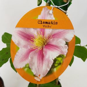 Clematite - Clematis - imagine 3