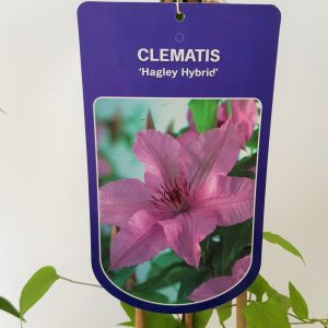 Clematite - Clematis - imagine 4