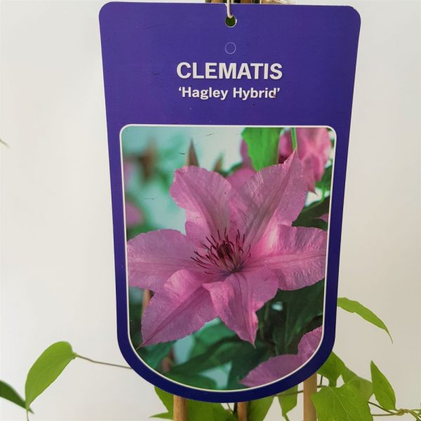 Clematite - Clematis - imagine 4